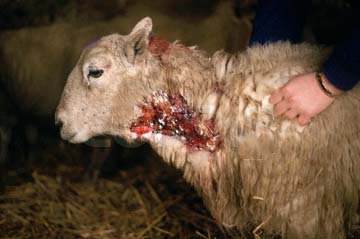 Sheep Attacked by Beast of Exmoor