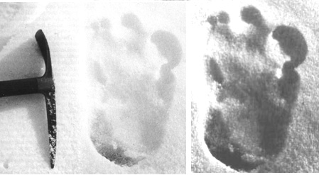 Eric Shipton took photographs of suspected Yeti foot prints in the snow at 20,000 feet.