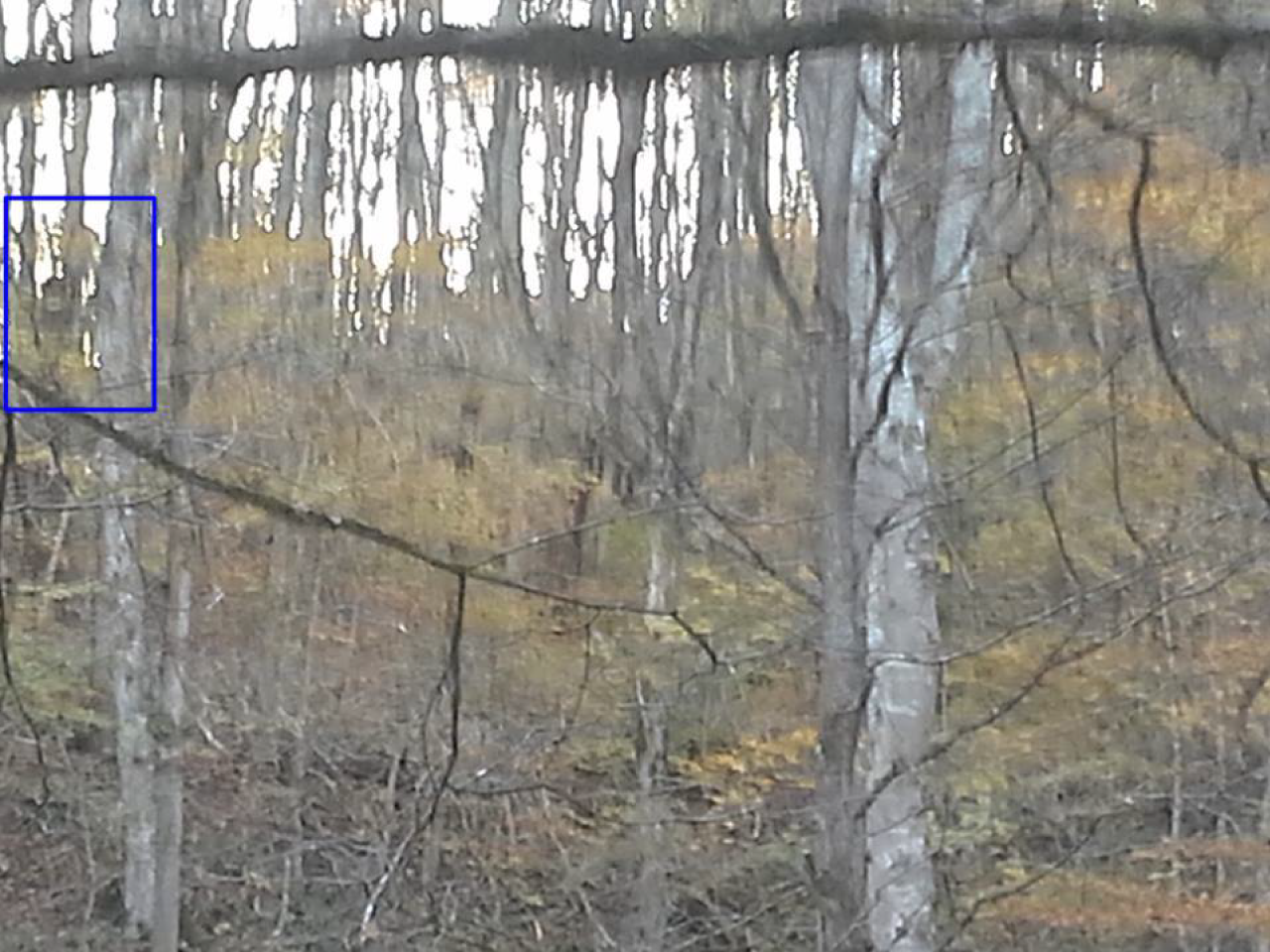 However, a second ‘spot’ in the upper left corner (identified with a blue box around it) was perplexing because, unlike the tree stump, in subsequent pictures of the same area, the spot was eerily absent.