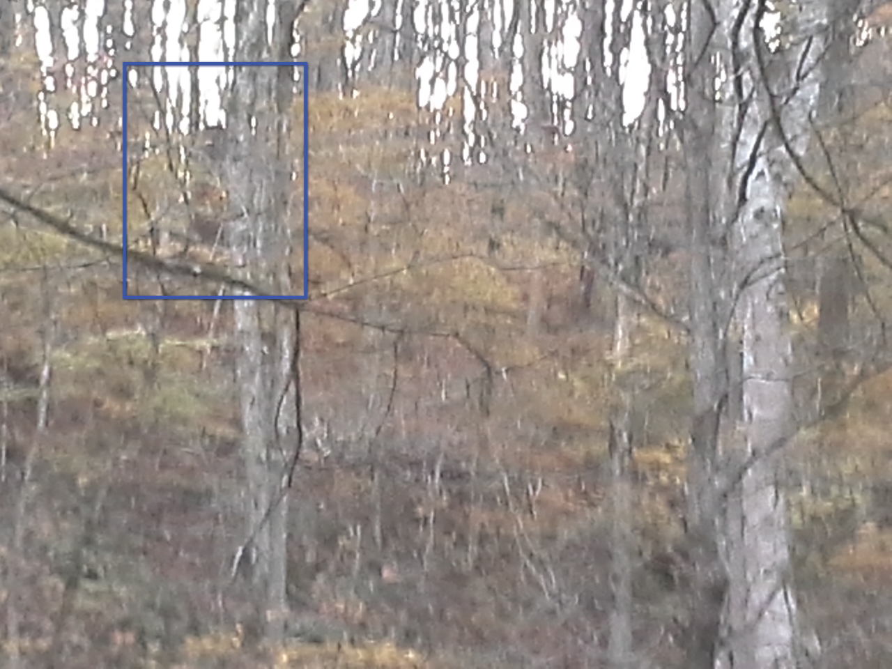 At first, John thought perhaps he snapped a picture of a regular brown bear but when he searched the area, he found no tracks.